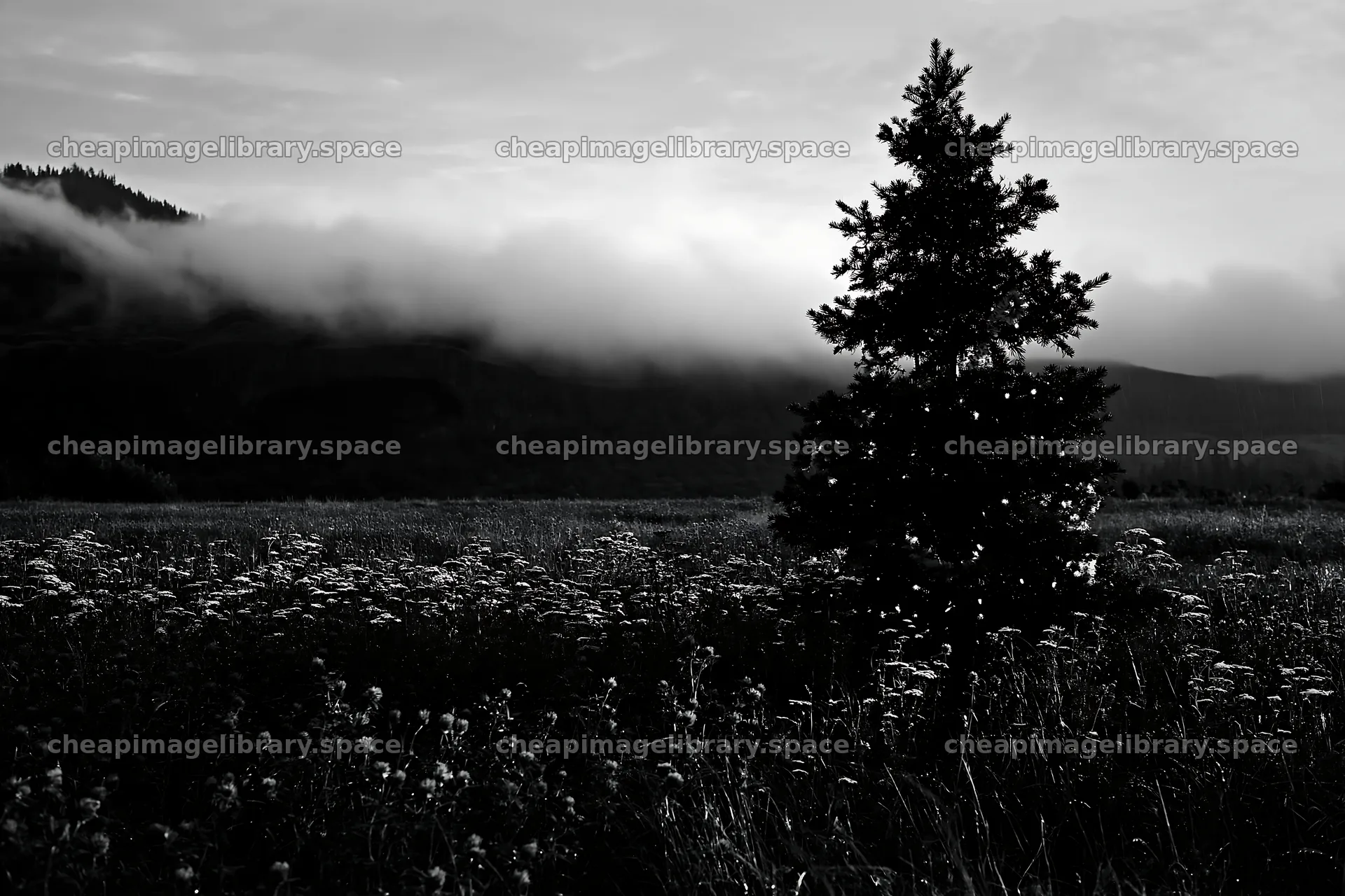 Christmas tree in meadow by cave with fog in background – image library 9722x6480