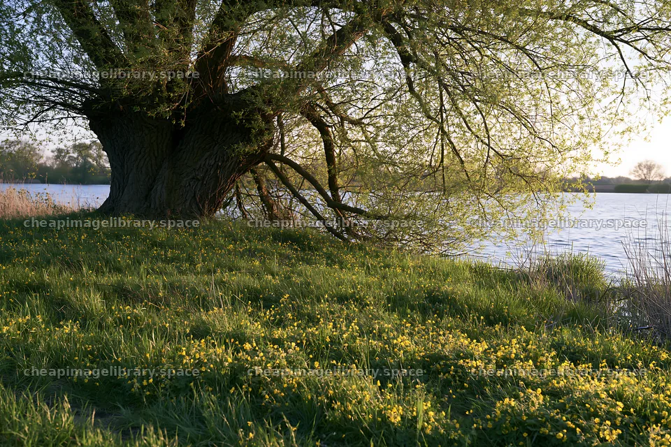 Yellow flowers beside a large tree by a German lake – image library 9722x6480