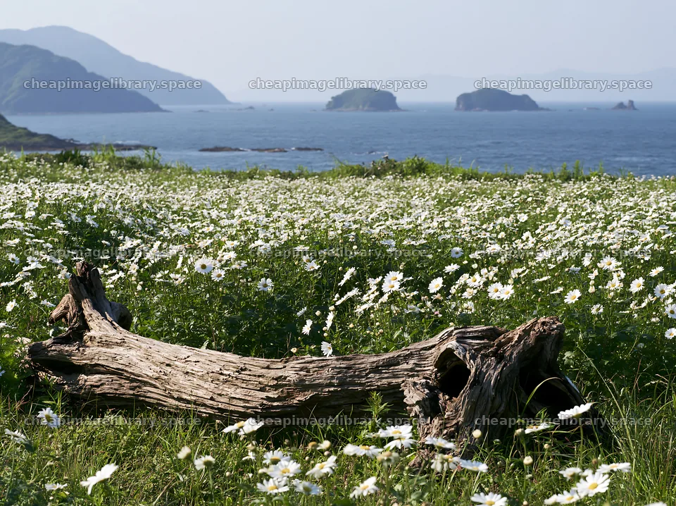 Nagasaki coastal meadow driftwood foreground mood – image library 9174x6866