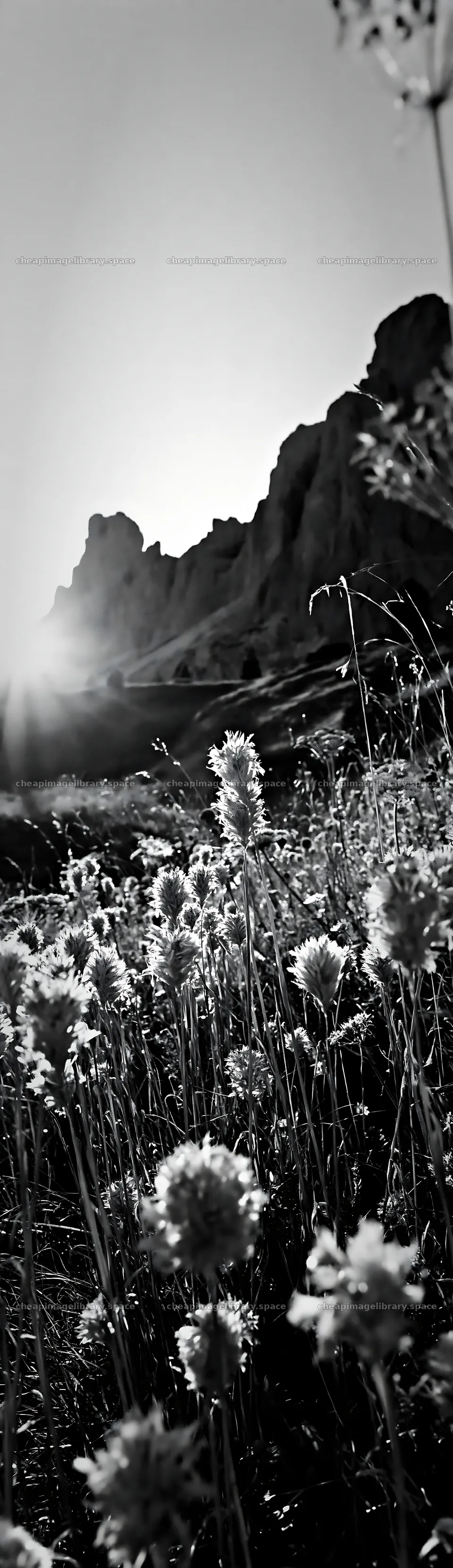 Meadow seedheads backlit at dusk near rocky hillside – image library 4268x14762
