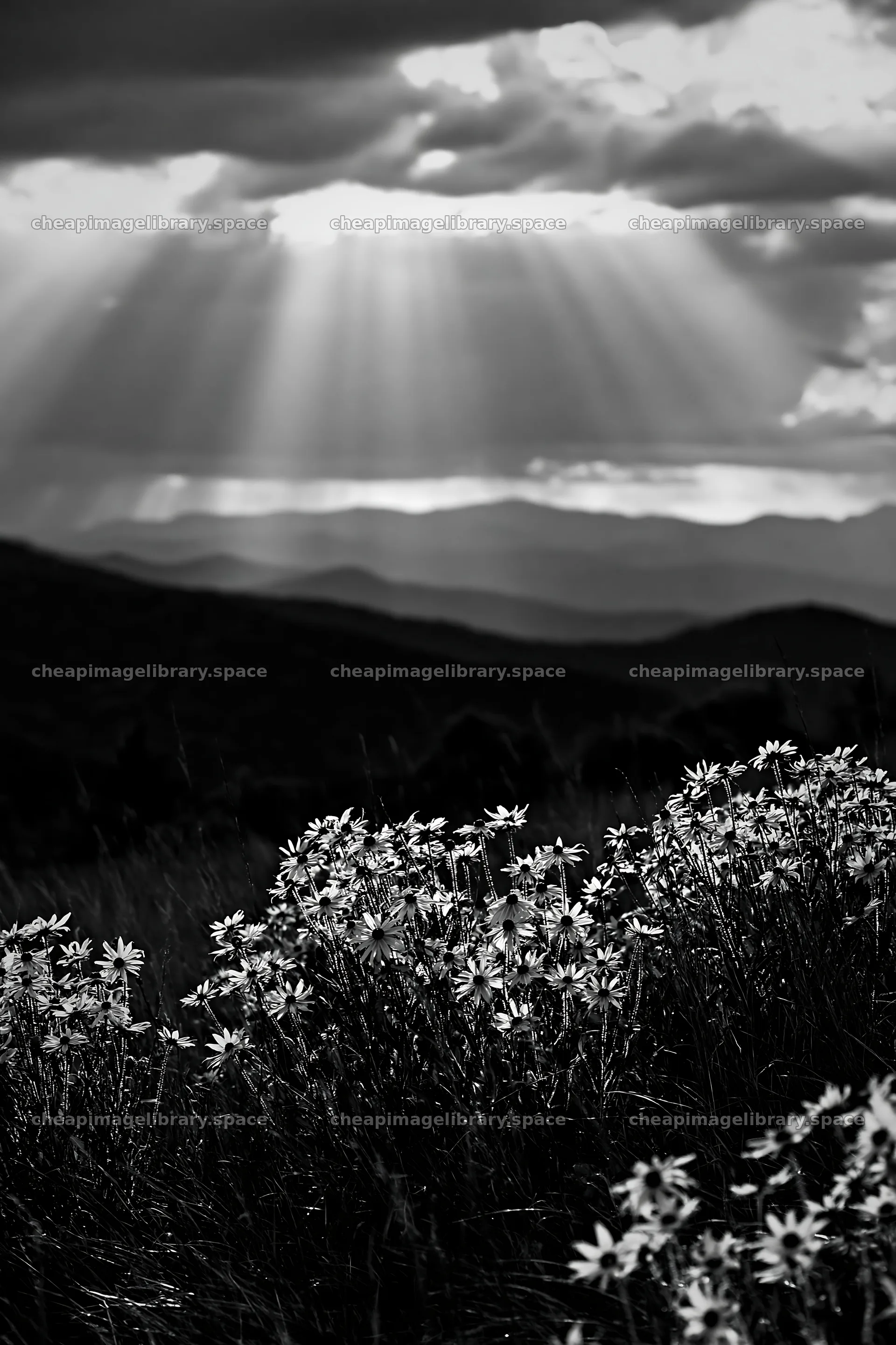 Crepuscular rays illuminate a meadow with wildflowers – image library 6480x9722