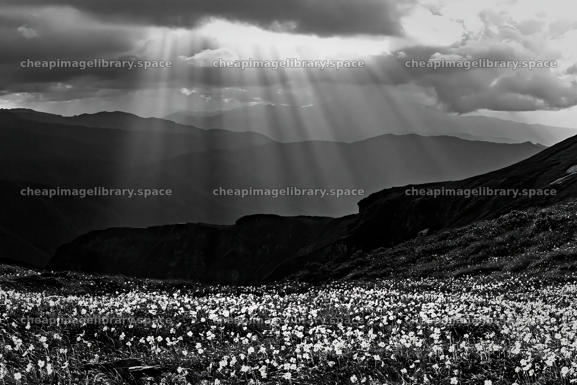 Light rays in Daisetsuzan alpine meadow with flowers – image library 9722x6480
