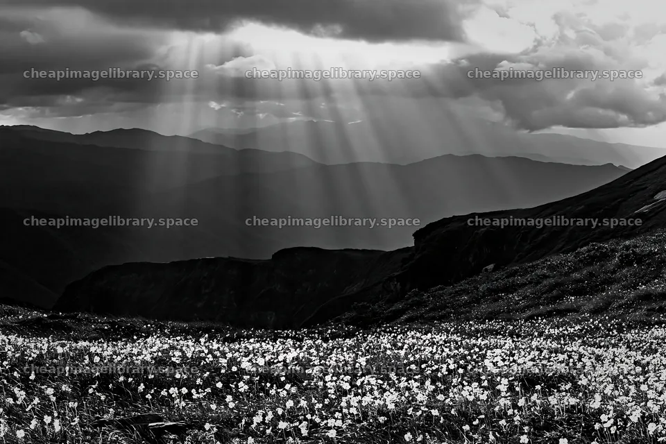 Light rays in Daisetsuzan alpine meadow with flowers – image library 9722x6480