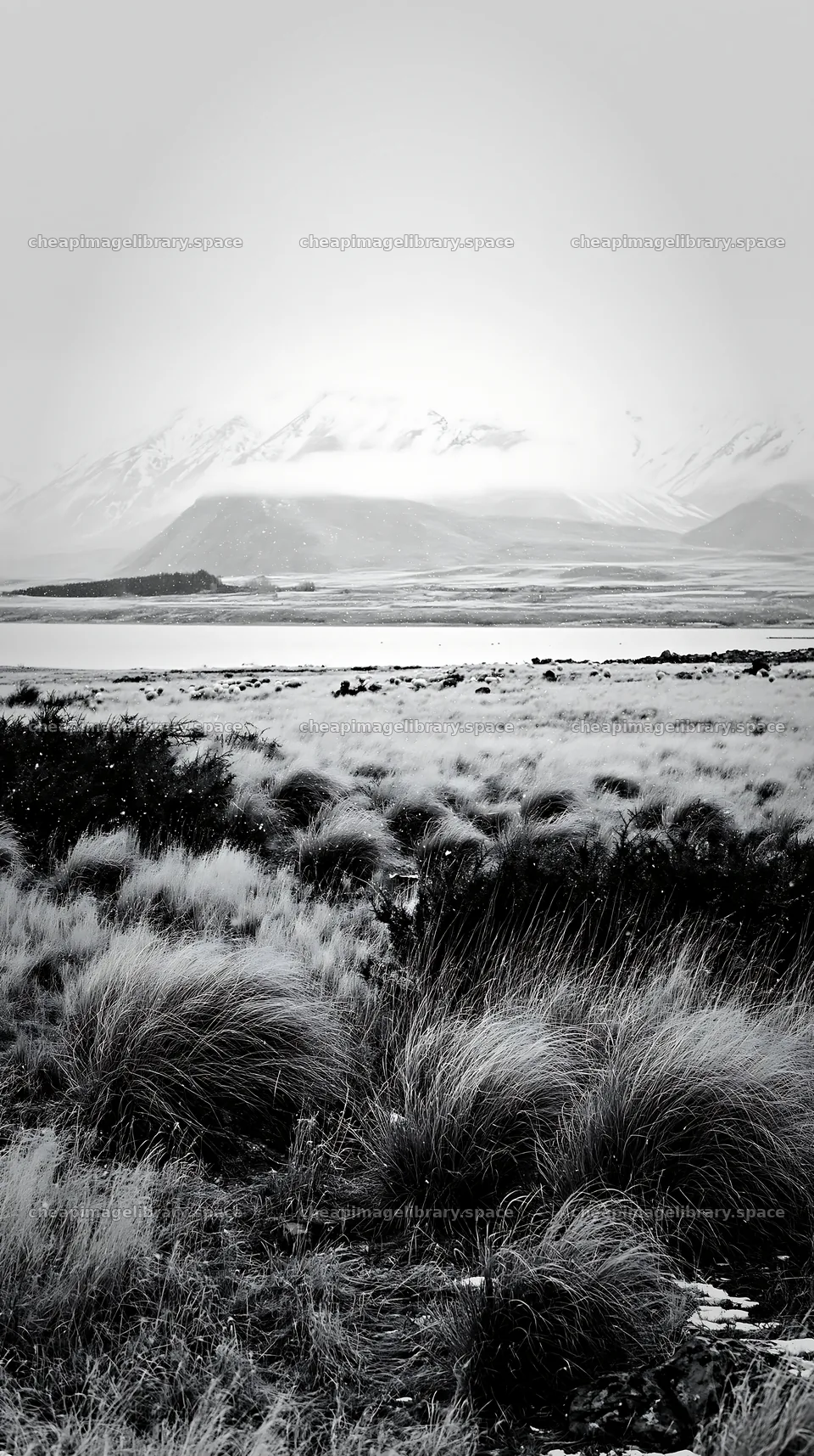 Meadow in Lake Tekapo with snowy alps in background – image library 5938x10608