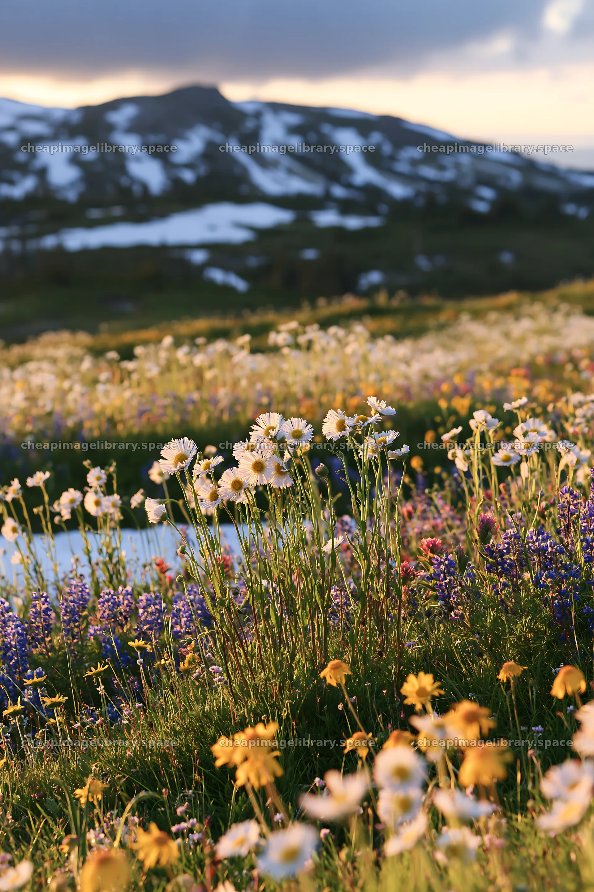 Snowy highland meadow with wildflowers in spring – image library 6480x9722