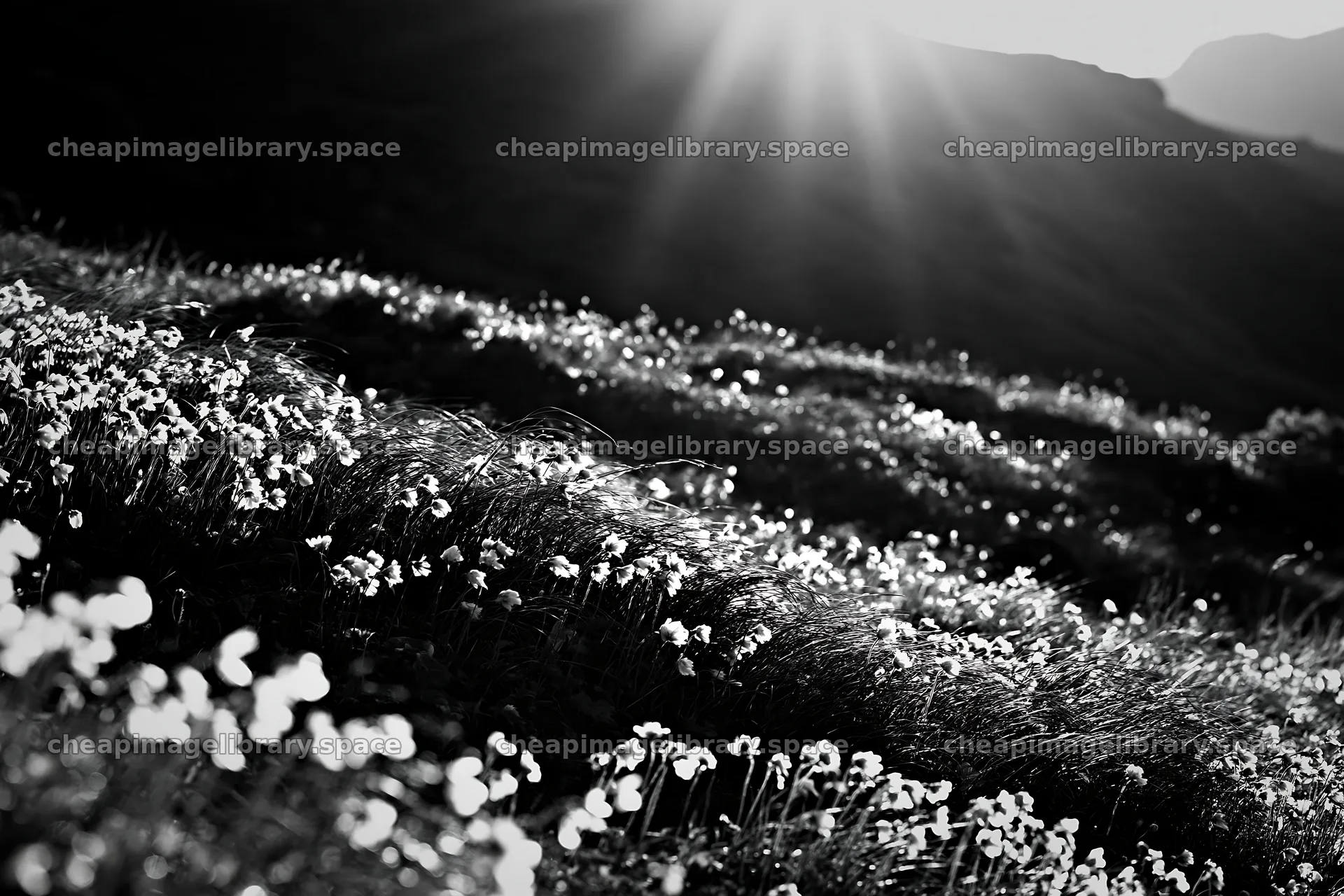 Daisetsuzan alpine meadow with light rays and flowers – image library 9722x6480