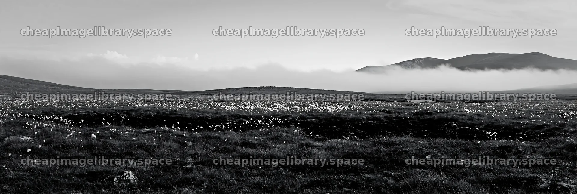 Seedhead meadow under cloudy sky in nature – image library 13690x4602