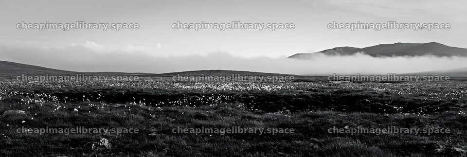 Seedhead meadow under cloudy sky in nature – image library 13690x4602