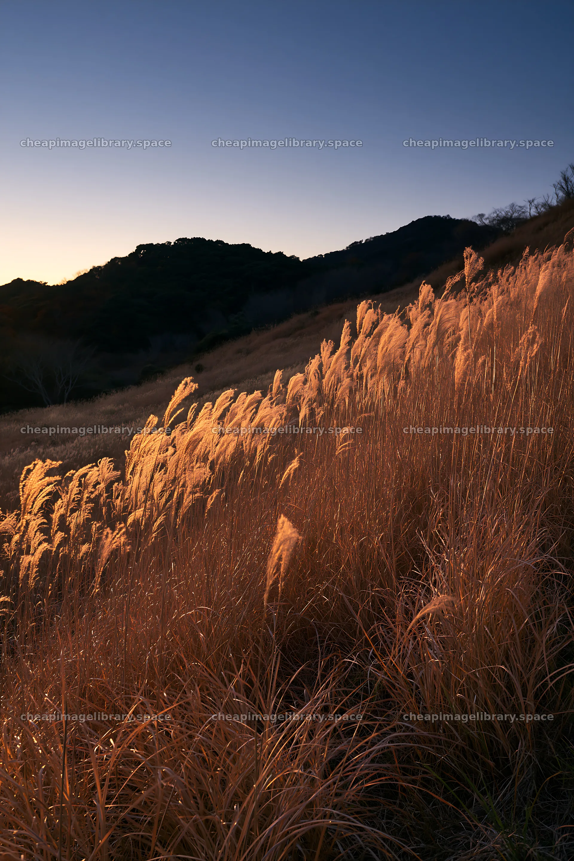 Ehime twilight meadow with dry seedheads in evening light – image library 6480x9722