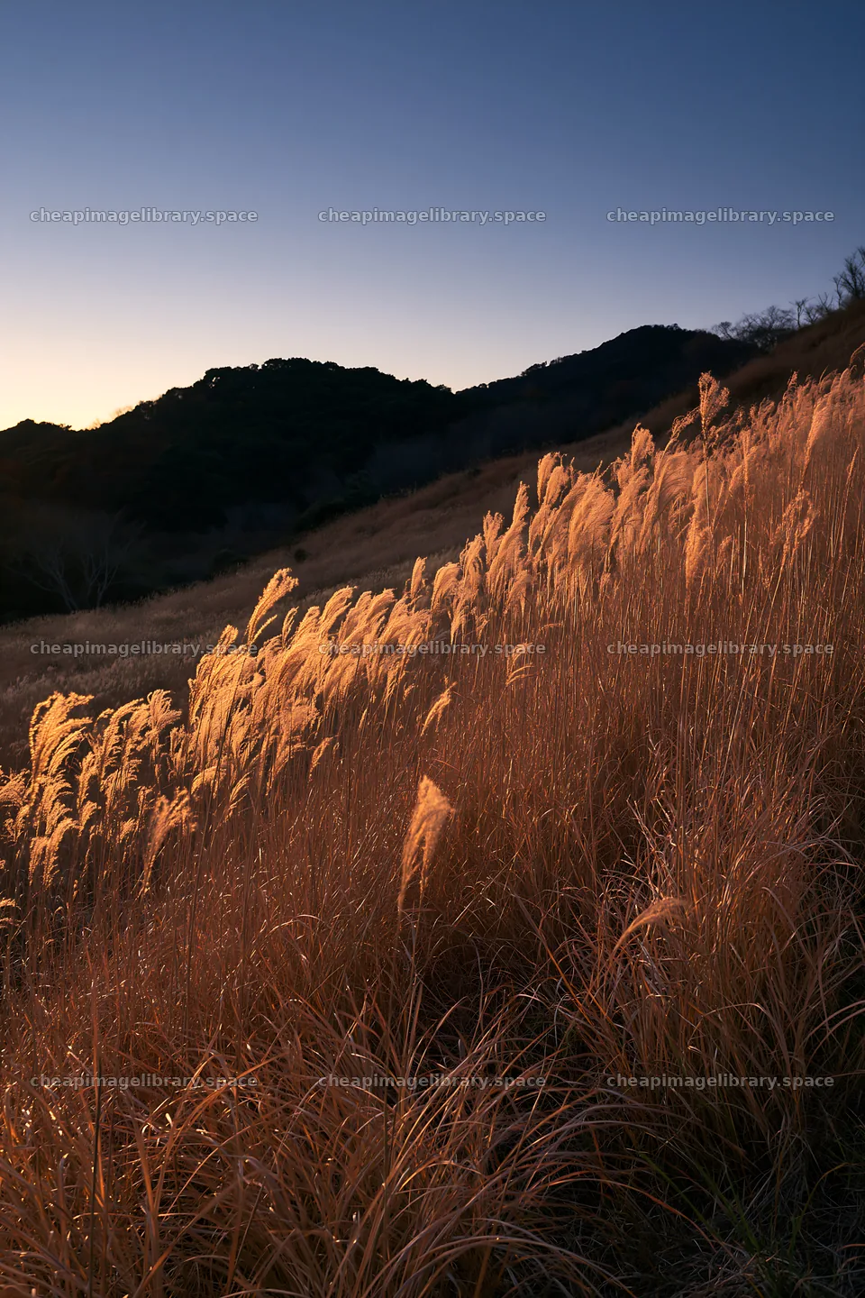 Ehime twilight meadow with dry seedheads in evening light – image library 6480x9722