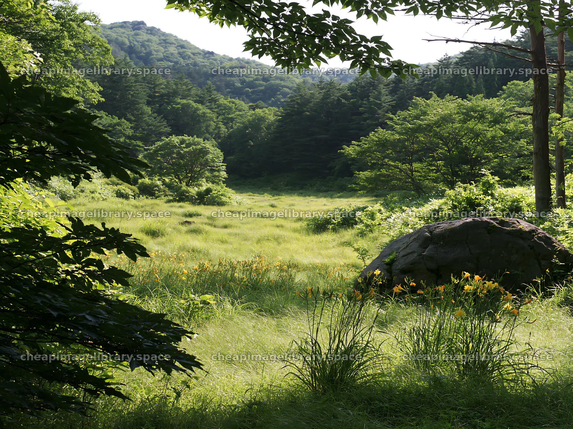 Meadow in Aomori with boulder and surrounding trees – image library 9174x6866