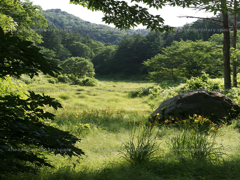 Meadow in Aomori with boulder and surrounding trees – image library 9174x6866