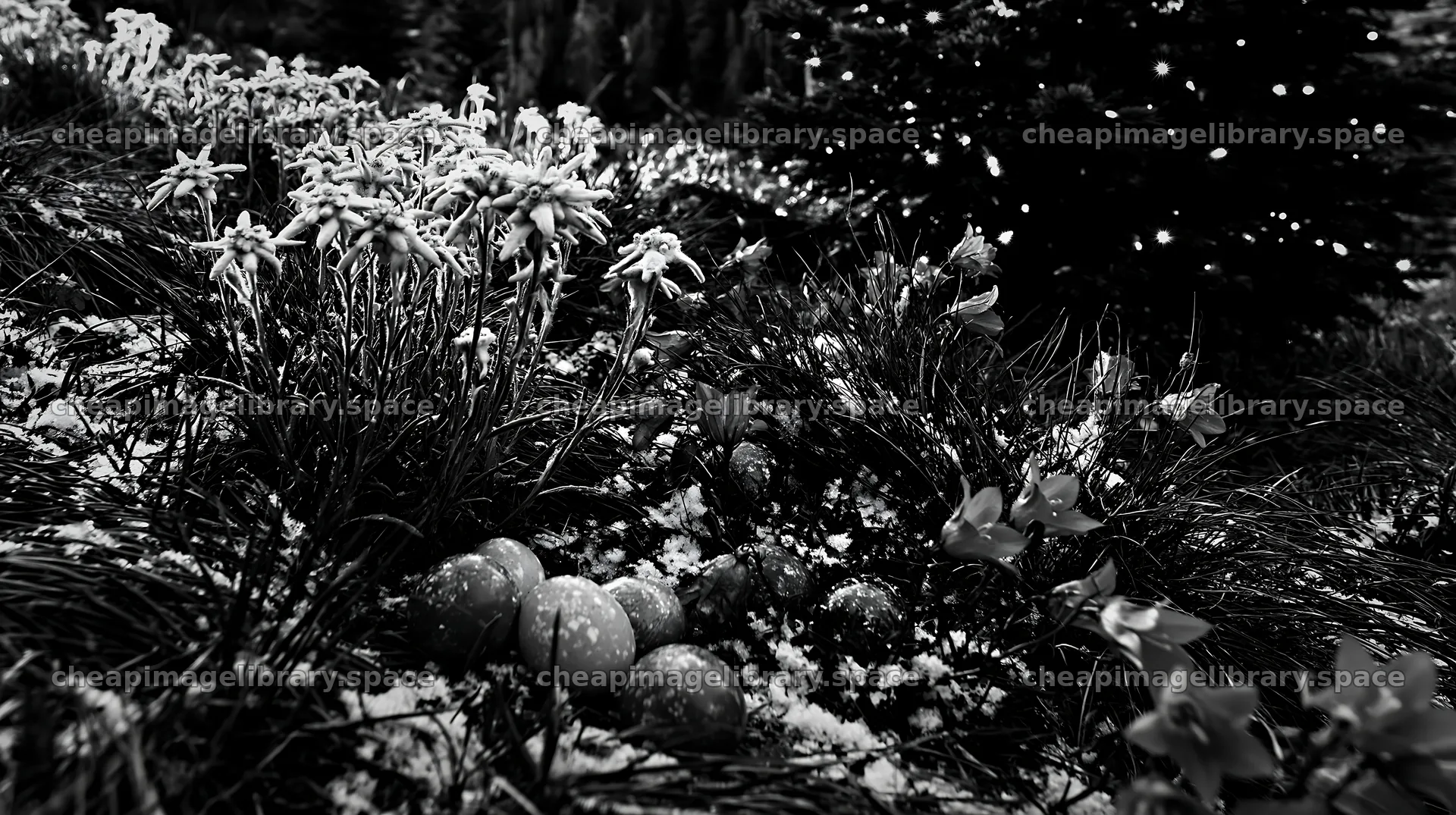 Christmas tree in mountain meadow covered with snow – image library 10608x5938