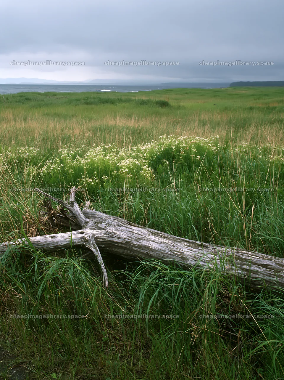 Ishikawa coastal meadow storm washed driftwood near green grass – image library 6866x9174