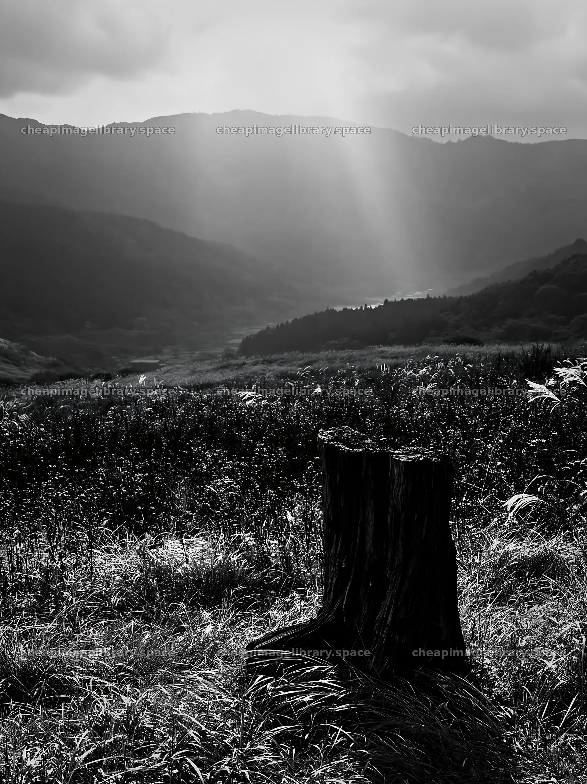 Wakayama autumn meadow weathered wood foreground – image library 6866x9174