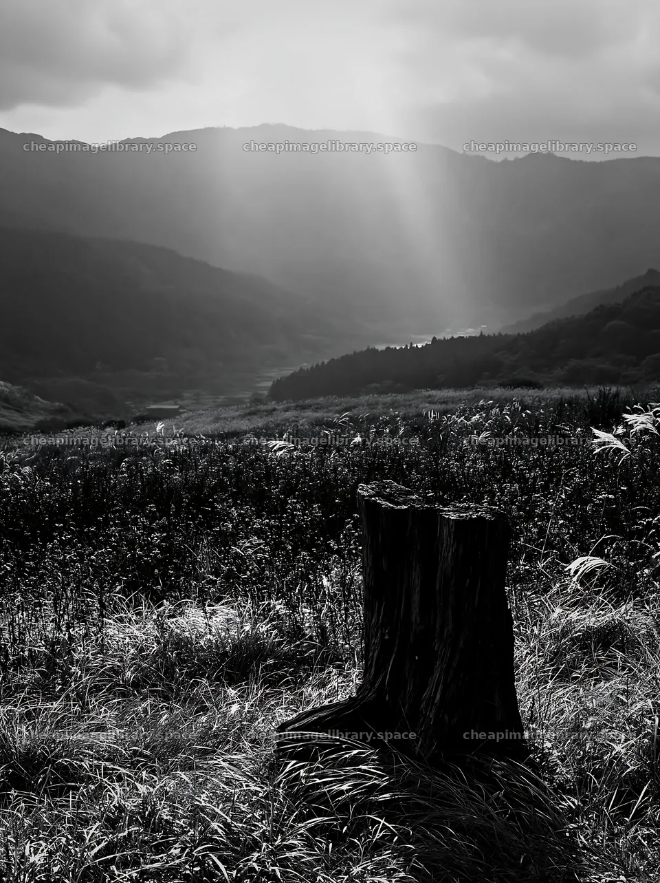 Wakayama autumn meadow weathered wood foreground – image library 6866x9174