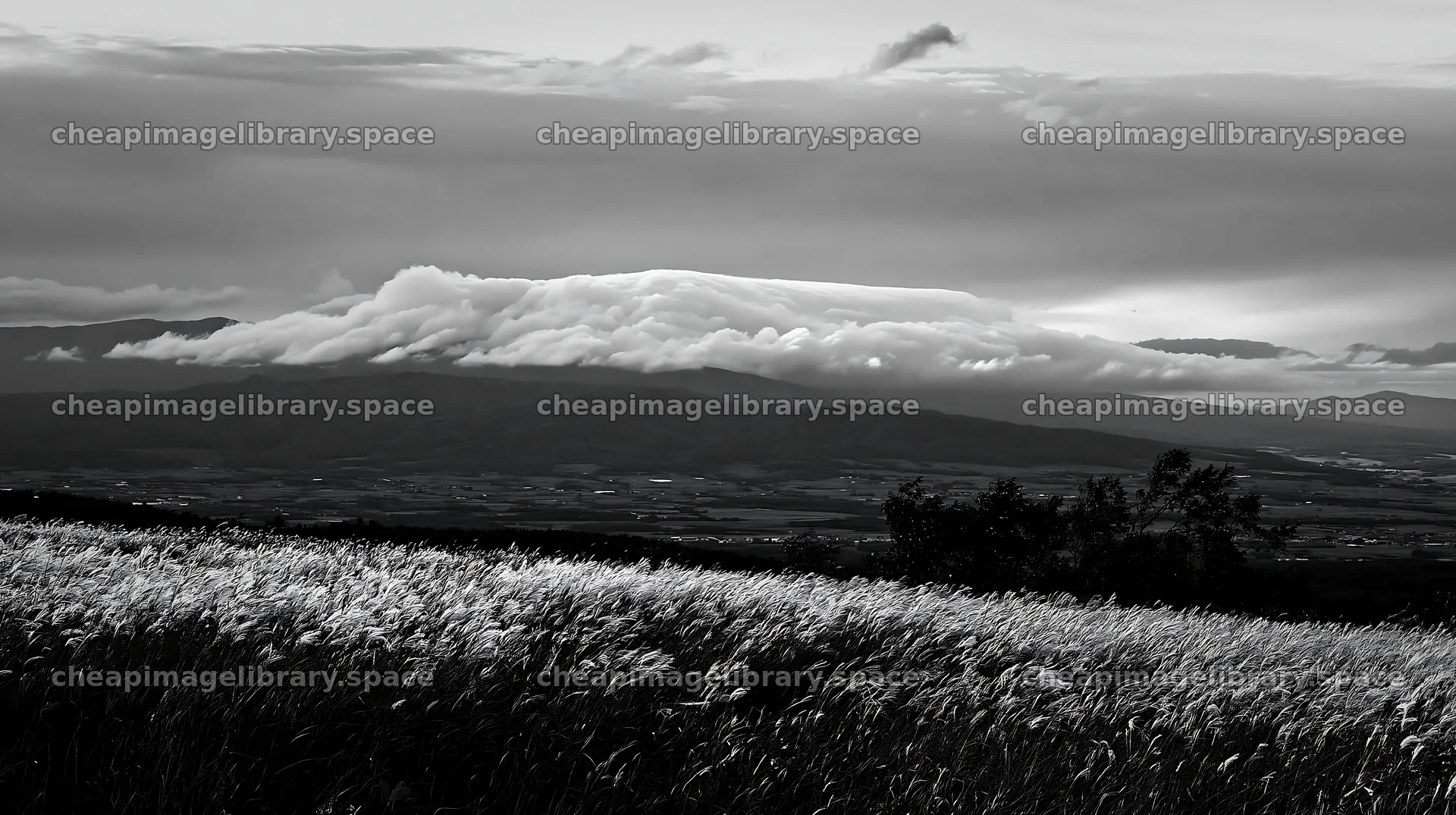 Hokkaido silver grass meadow seedheads under cloudy sky – image library 10608x5938