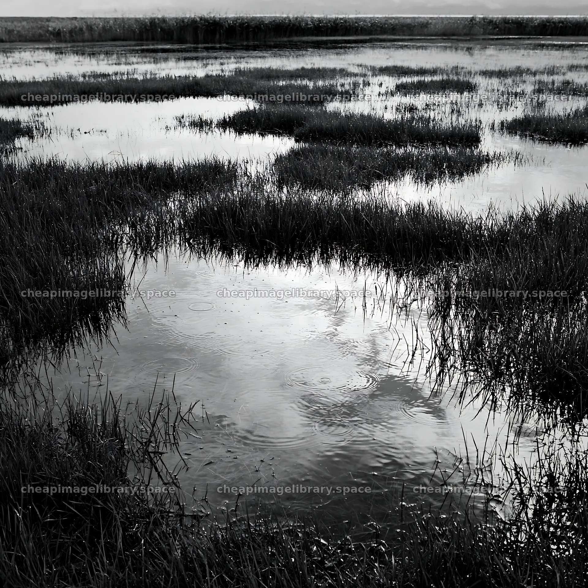 Fukui native grass meadow with rain droplets on water – image library 7938x7938