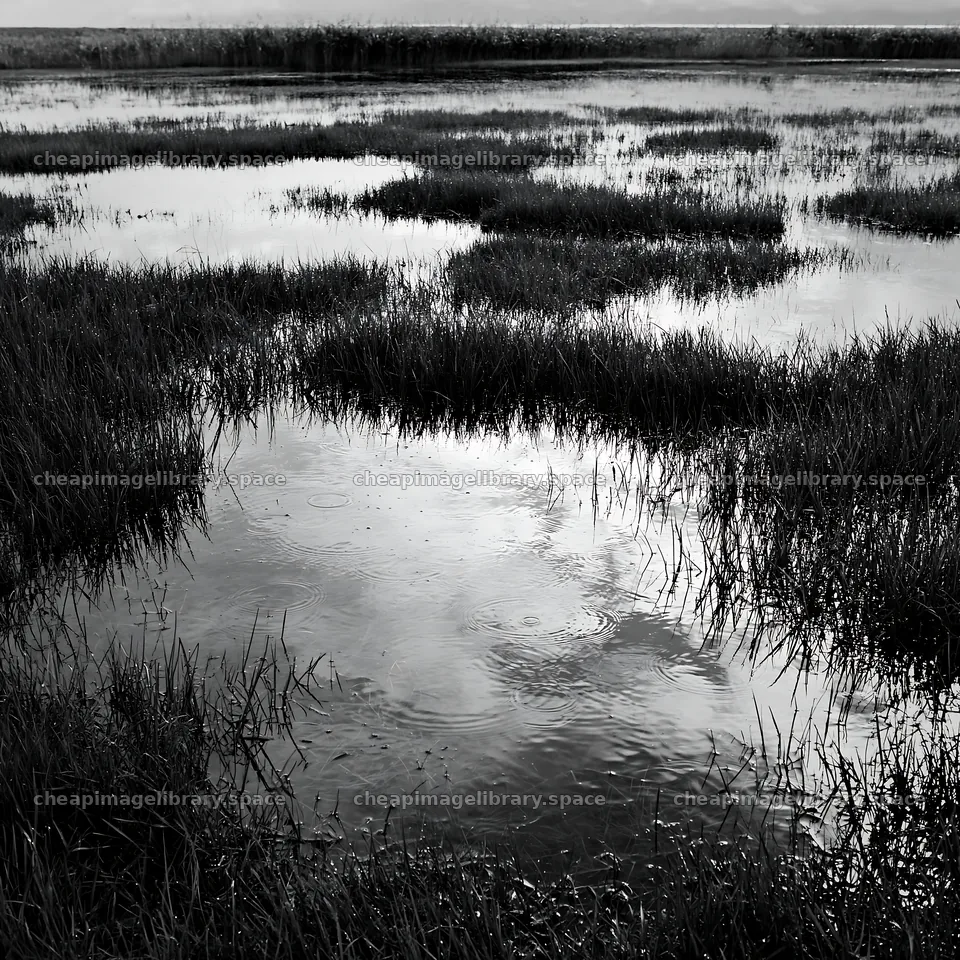 Fukui native grass meadow with rain droplets on water – image library 7938x7938