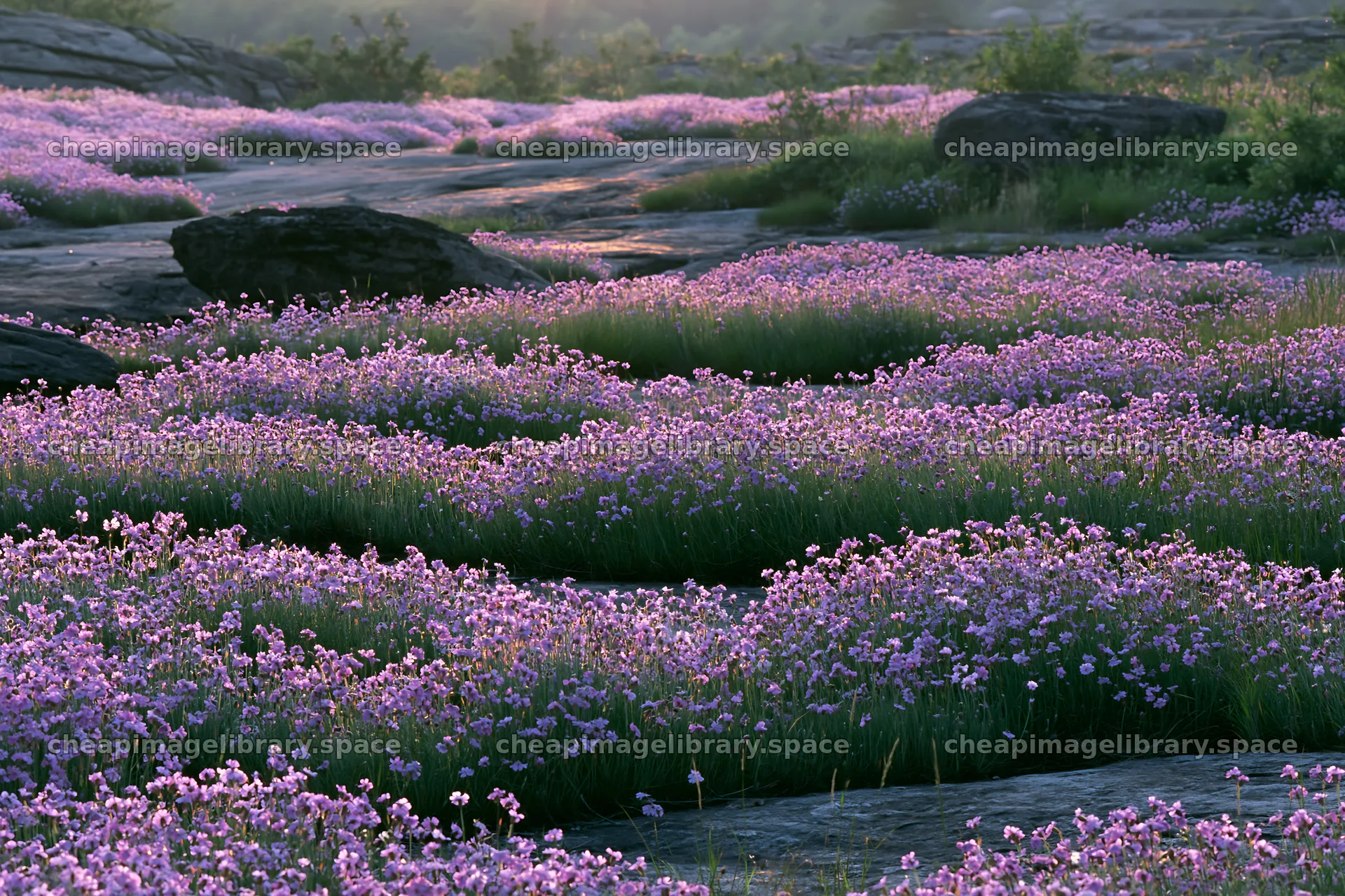Pink campion meadow with rocks in evening light – image library 9722x6480