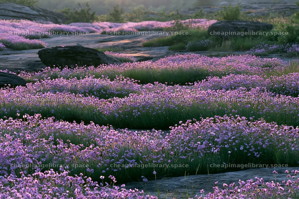 Pink campion meadow with rocks in evening light – image library 9722x6480