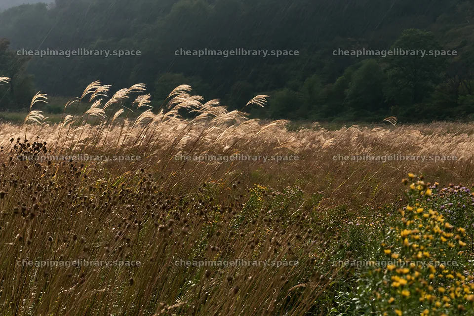 Rain refreshed meadow with seedheads in Iwate – image library 9722x6480