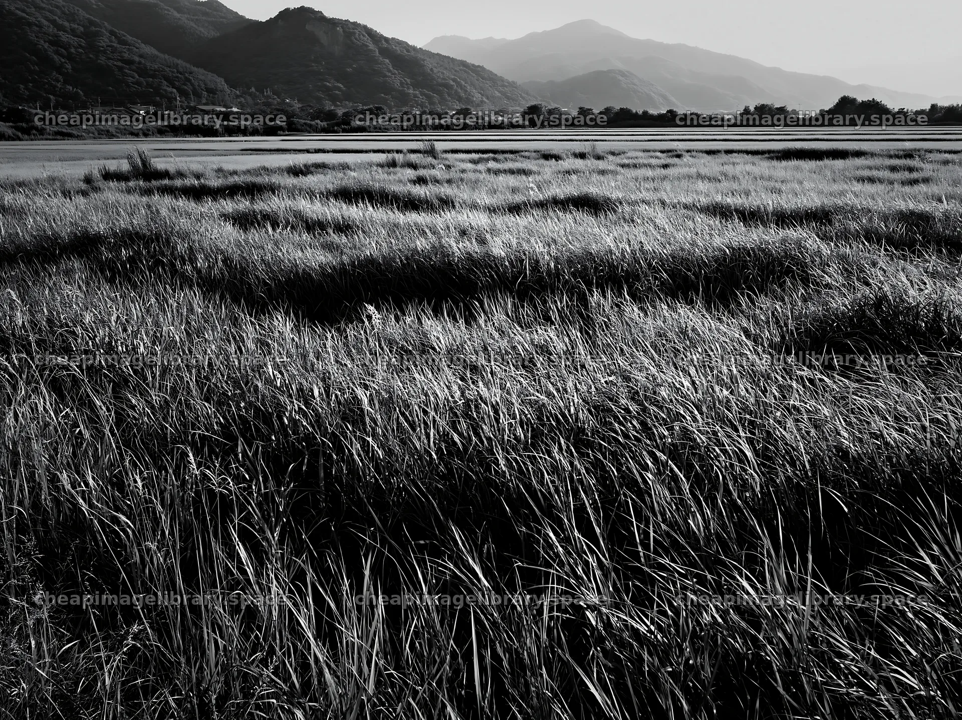 Reeds in Shiga Wetland Meadow under Mountain Landscape – image library 9174x6866