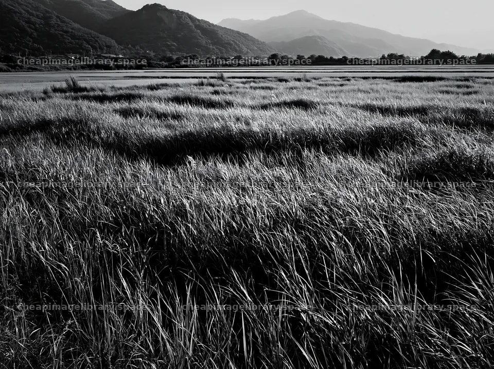 Reeds in Shiga Wetland Meadow under Mountain Landscape – image library 9174x6866