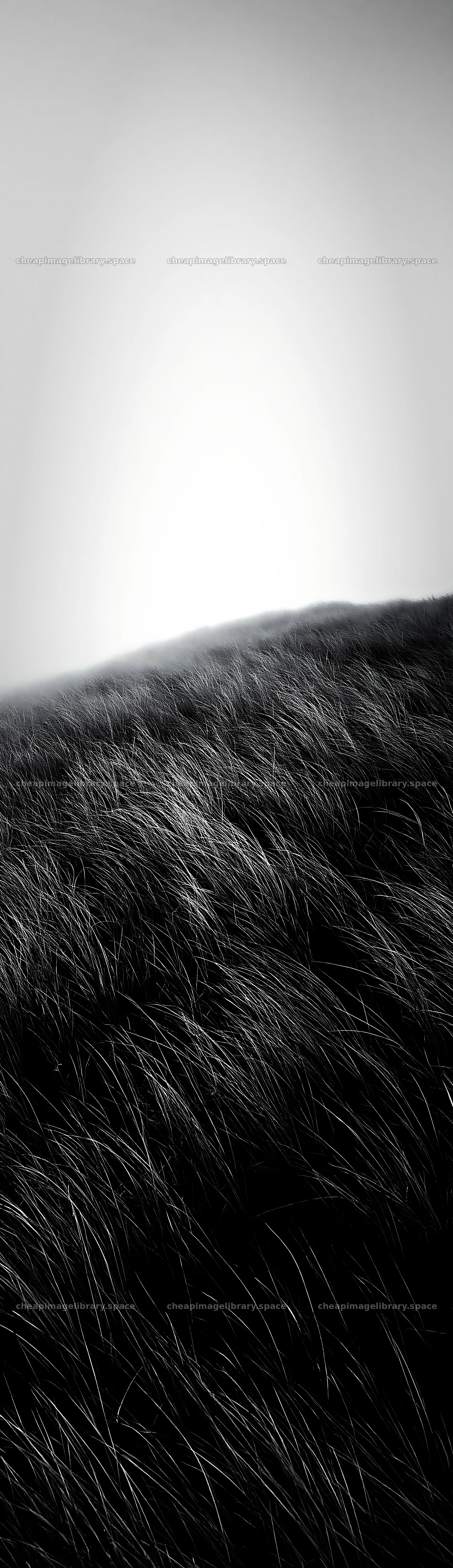 Tottori windy meadow with dune grasses swaying in the wind – image library 4268x14762