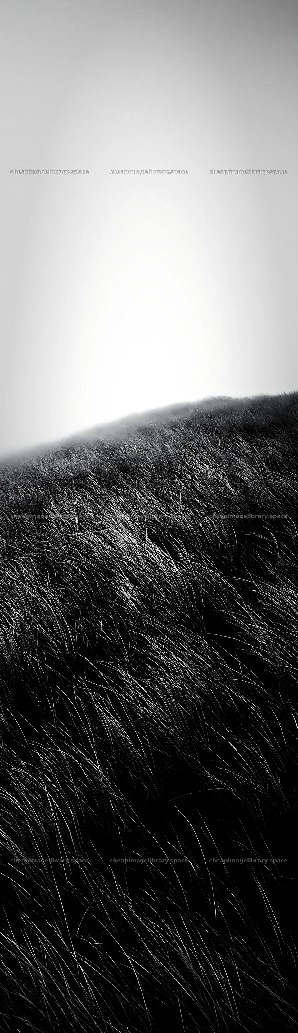 Tottori windy meadow with dune grasses swaying in the wind – image library 4268x14762