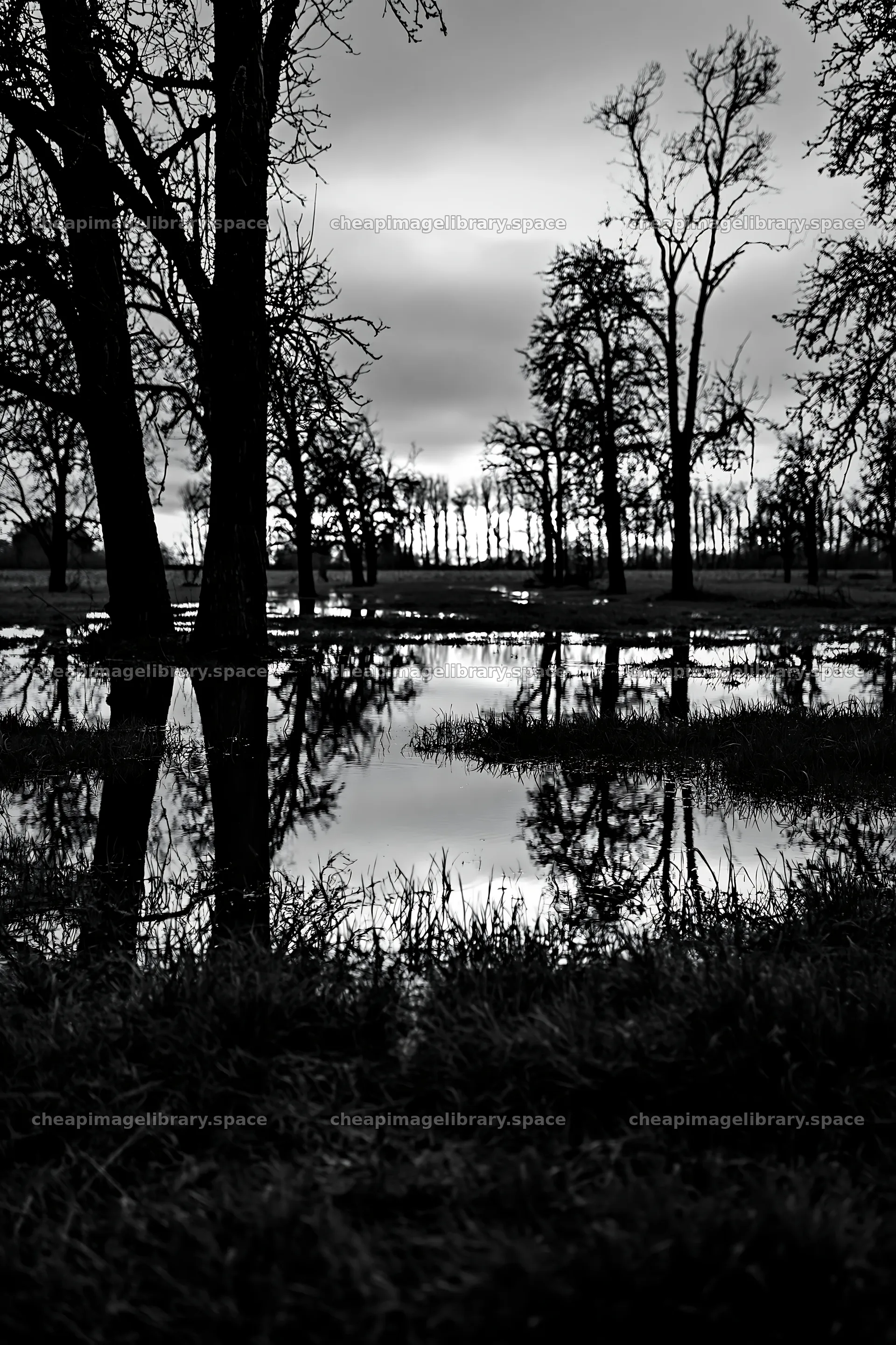 Moody orchard meadow with reflections during cloudy afternoon – image library 6480x9722