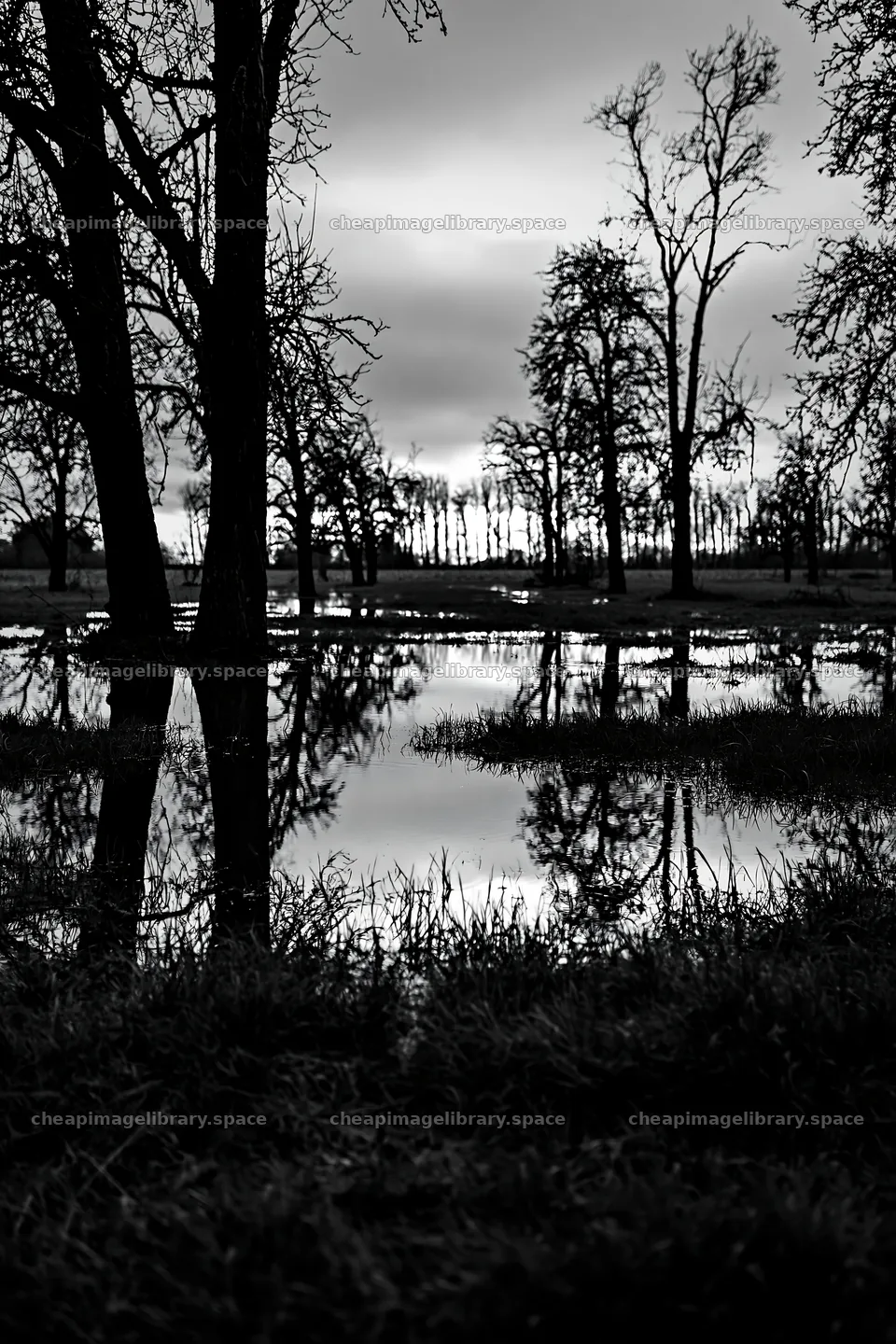 Moody orchard meadow with reflections during cloudy afternoon – image library 6480x9722