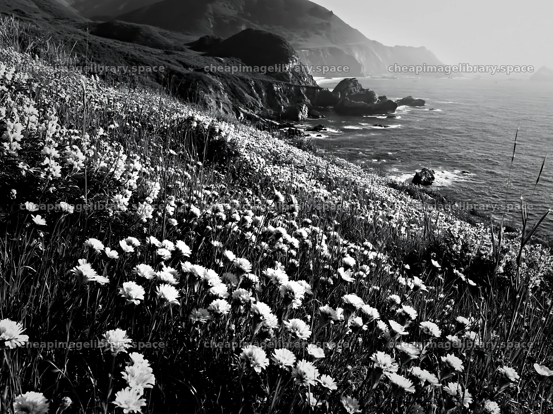 Meadow of flowers beside coastal crags – image library 9174x6866