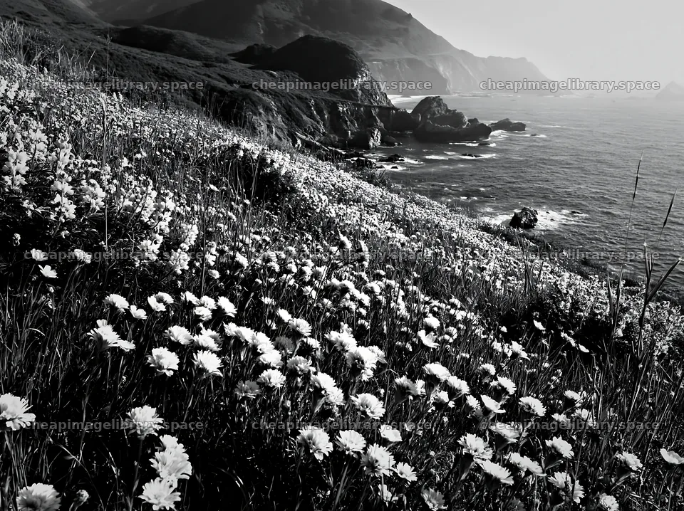 Meadow of flowers beside coastal crags – image library 9174x6866