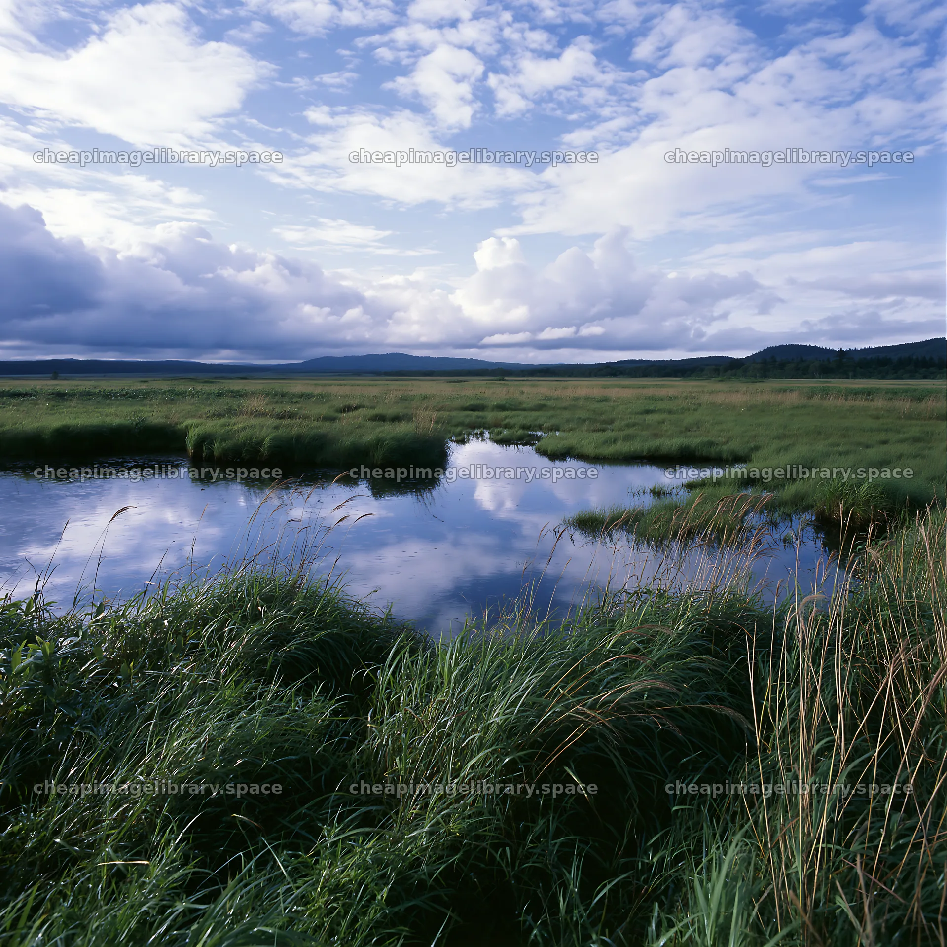 Iwate rain refreshed meadow seedhead foreground – image library 7938x7938
