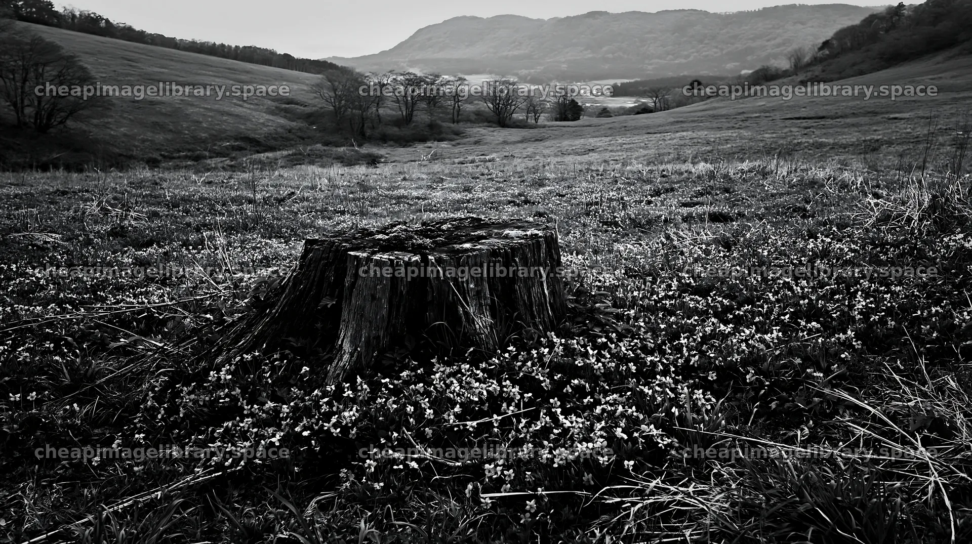 Fukushima native meadow with a weathered stump in black and white – image library 10608x5938