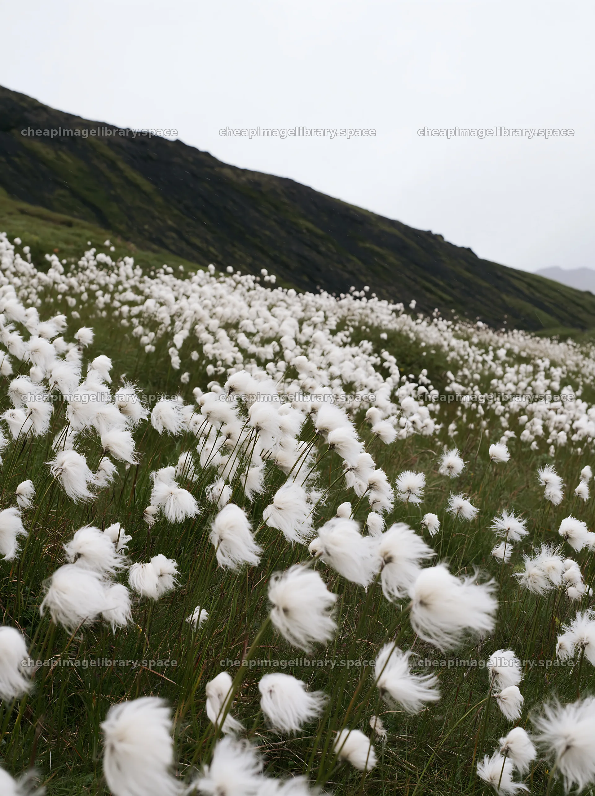 Meadow filled with white flowers under cloudy sky – image library 6866x9174