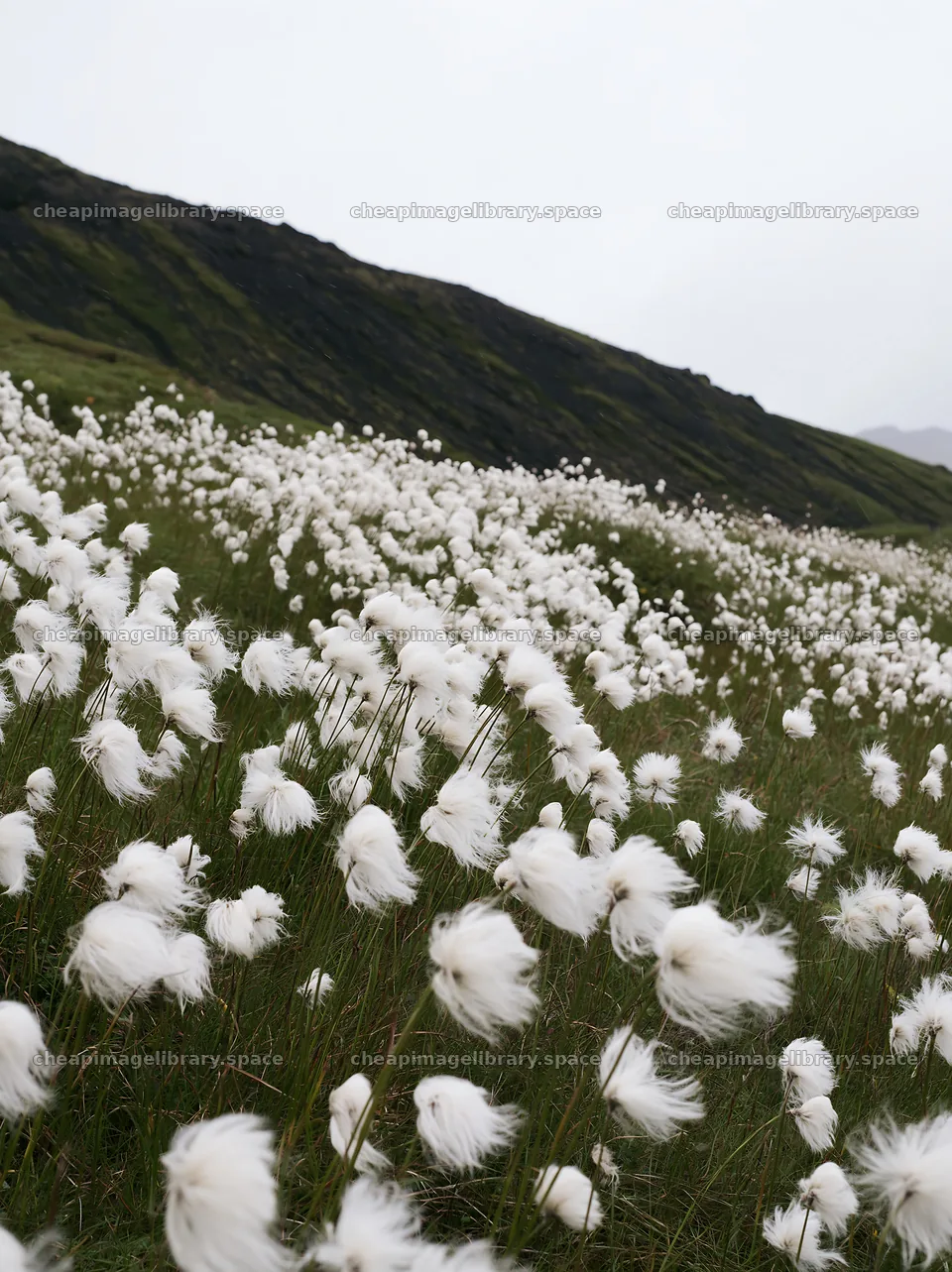 Meadow filled with white flowers under cloudy sky – image library 6866x9174