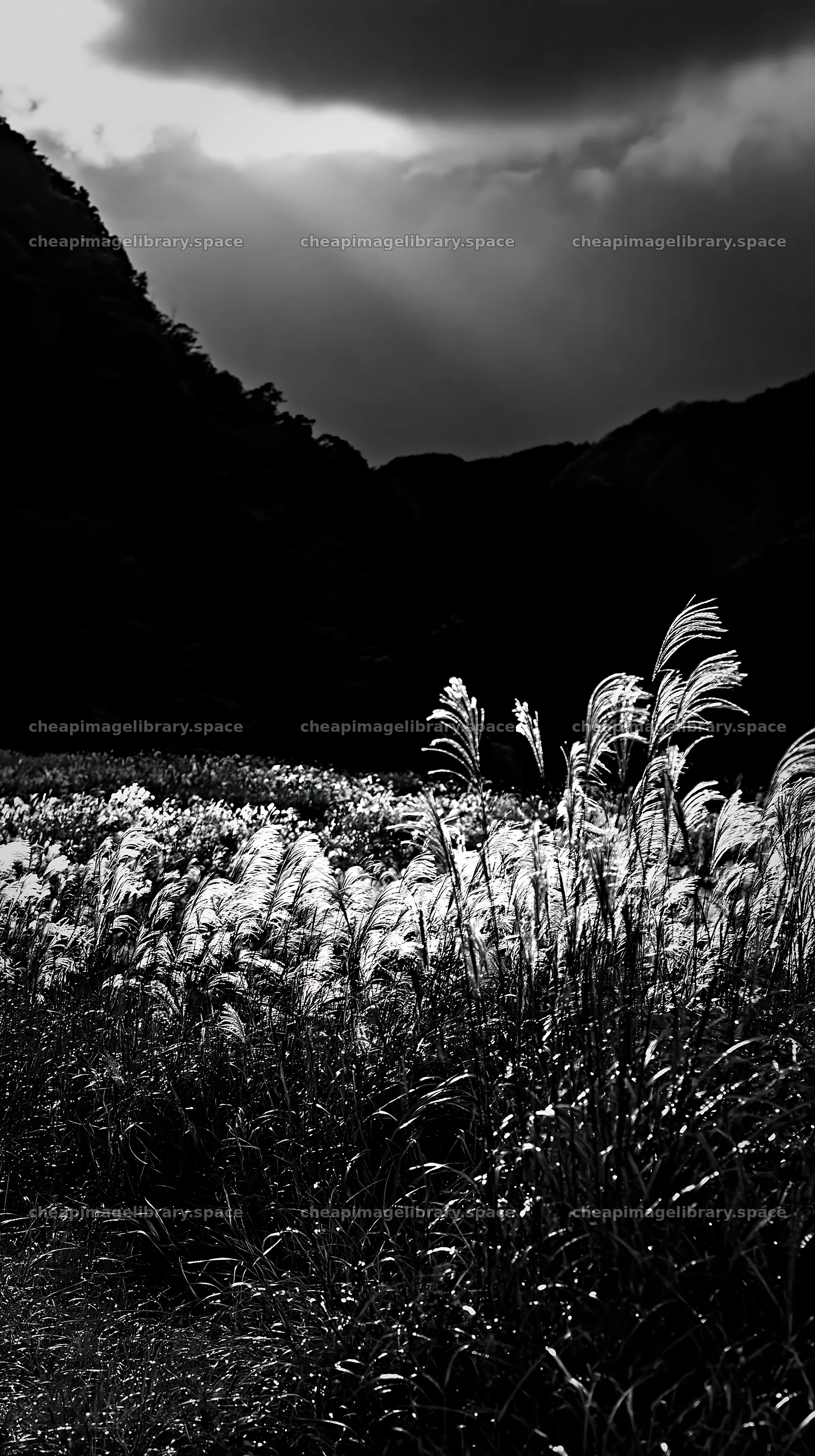 Wakayama autumn meadow with weathered wood in foreground – image library 5938x10608