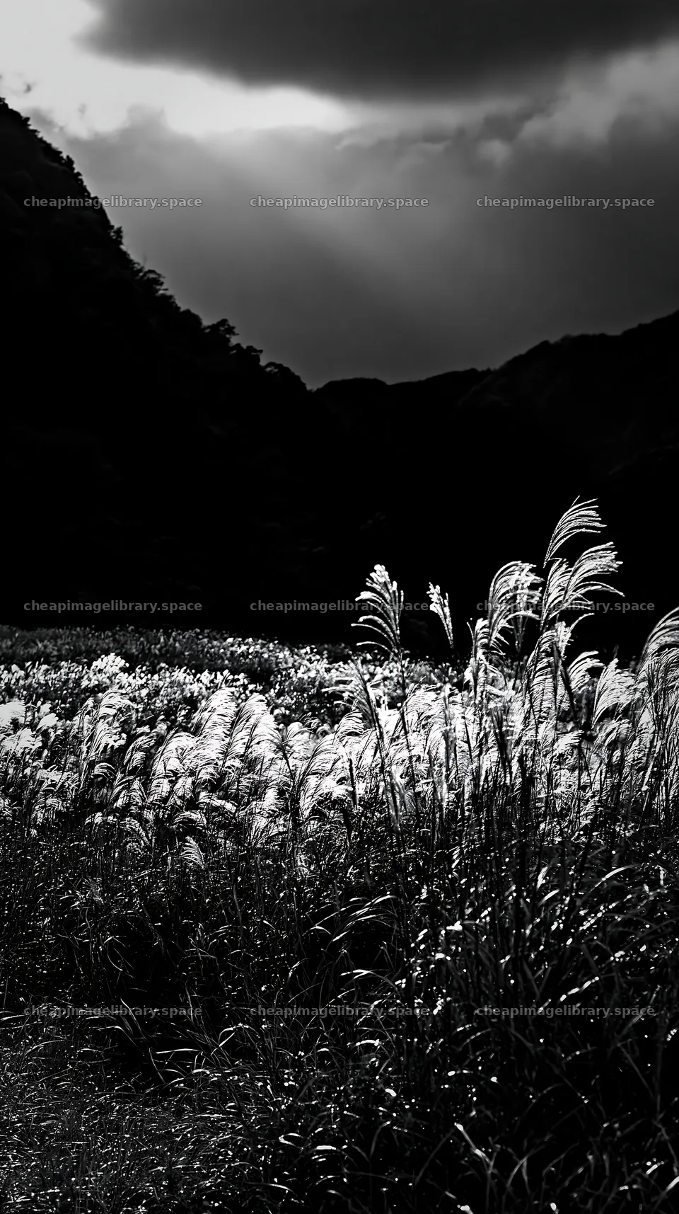 Wakayama autumn meadow with weathered wood in foreground – image library 5938x10608