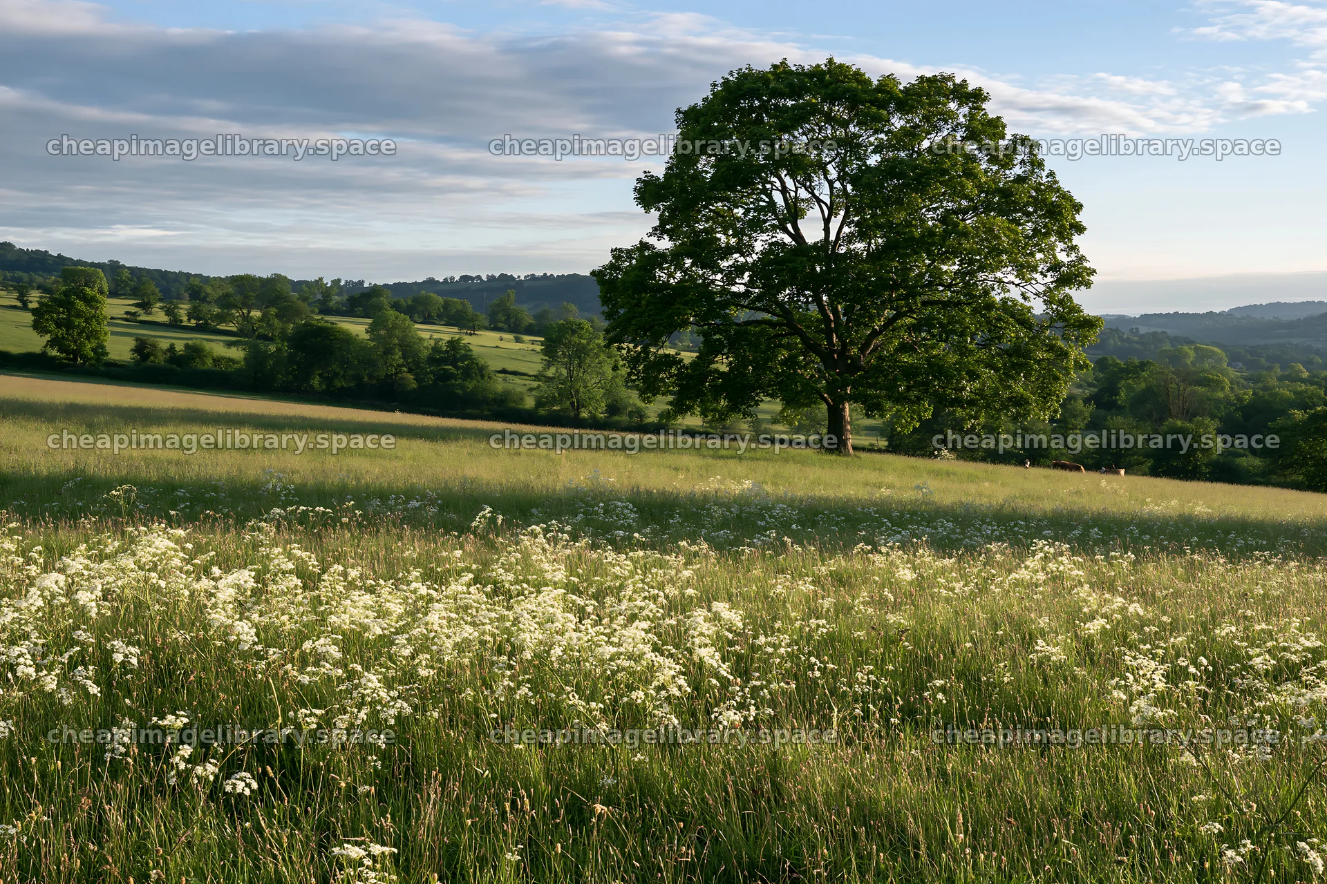 Cow parsley meadow with a tree under blue sky – image library 9722x6480