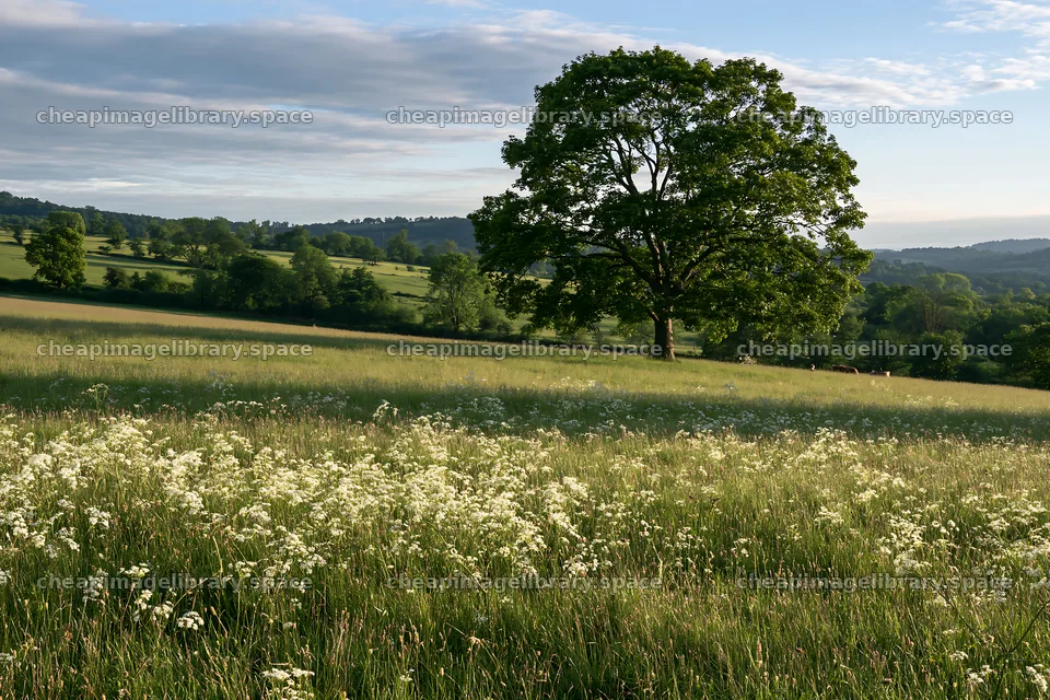 Cow parsley meadow with a tree under blue sky – image library 9722x6480