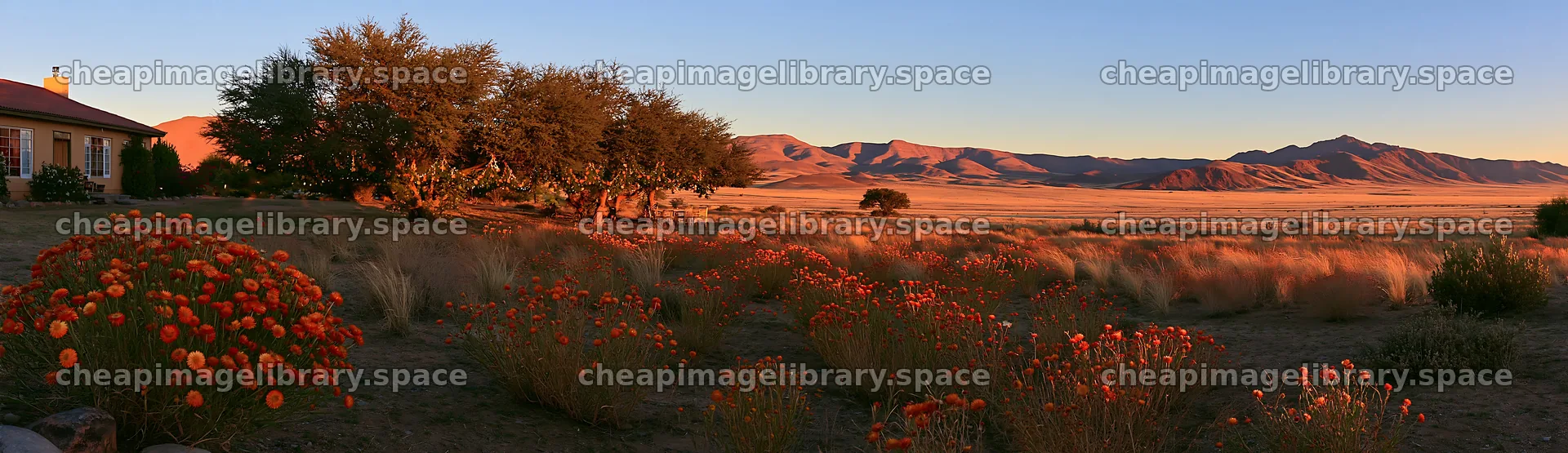 Expansive Christmas meadow with drought tolerant stems and garland – image library 14762x4268