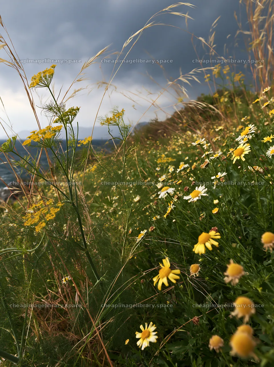 Seaside orchard meadow with wildflowers and tall grass – image library 6866x9174