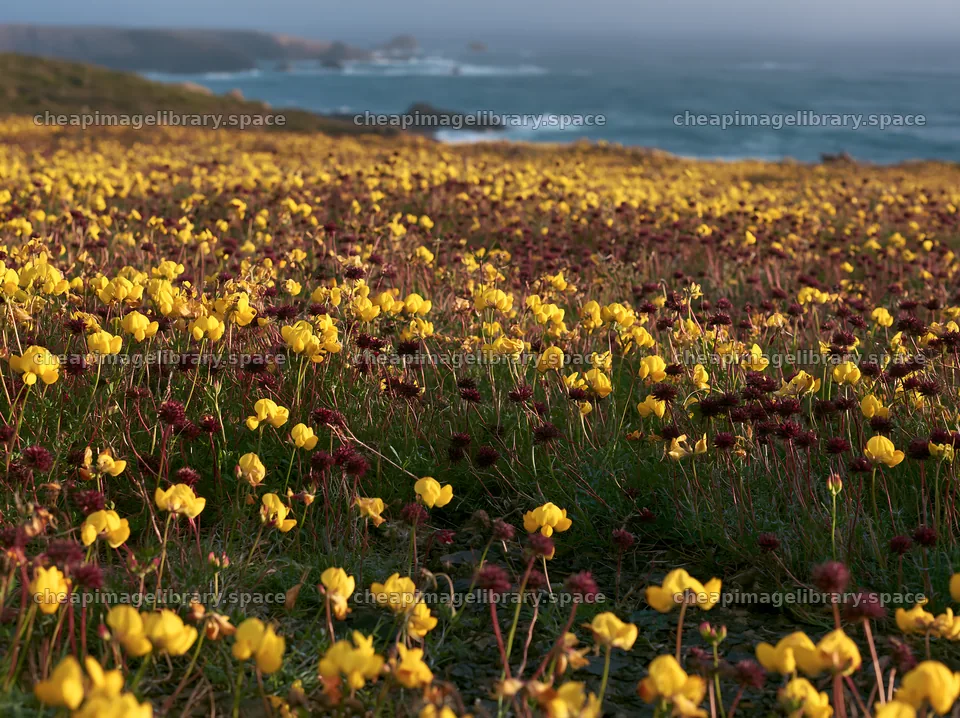 Meadow flowers above the Atlantic coast in Portugal – image library 9174x6866
