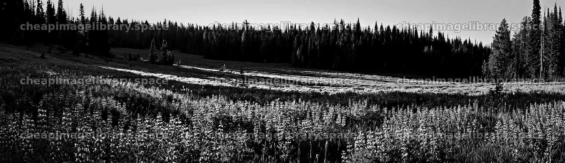 Meadow flower border with woodland in black and white – image library 14762x4268