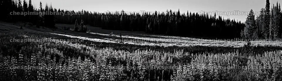 Meadow flower border with woodland in black and white – image library 14762x4268