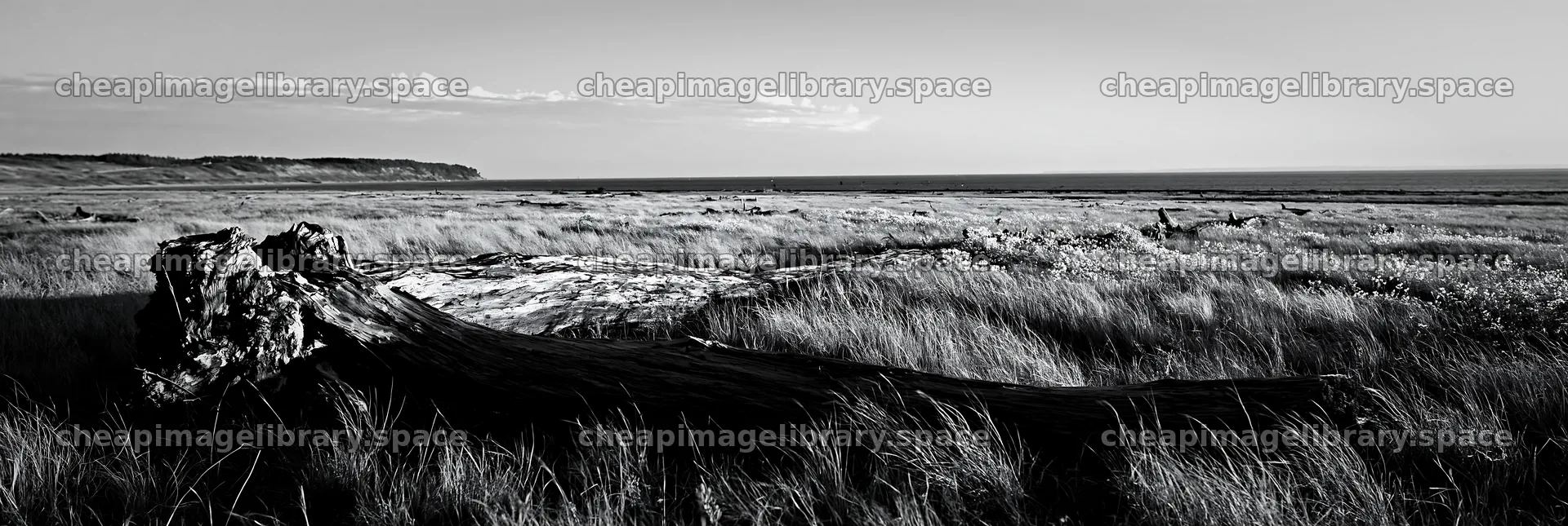 Chiba coastal meadow with driftwood in black and white – image library 13690x4602