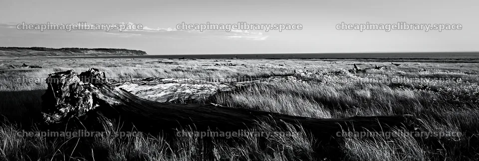 Chiba coastal meadow with driftwood in black and white – image library 13690x4602