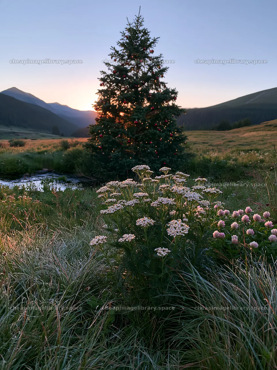 Christmas tree with lights by stream in meadow at sunset – image library 6866x9174